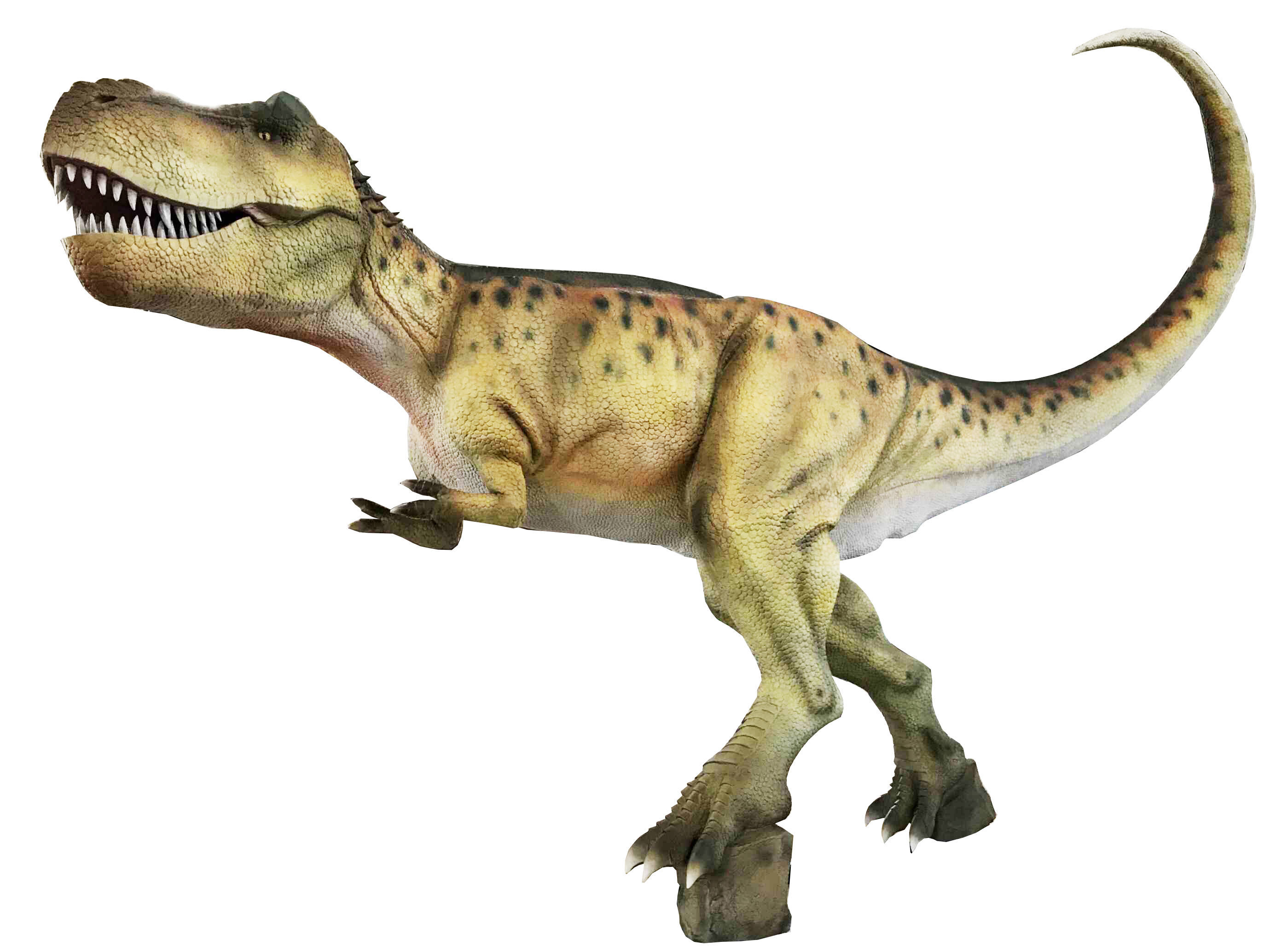 Tyrannosaurus Rex壁掛け キット【取り寄せ】 クリアランス販促品