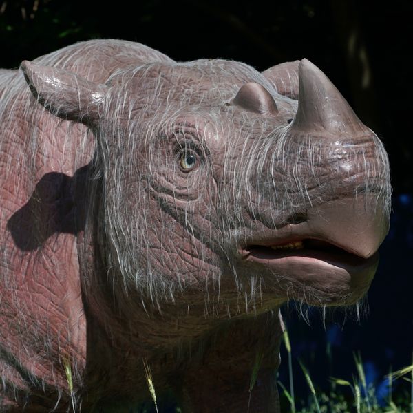 Dinos To Dodos
