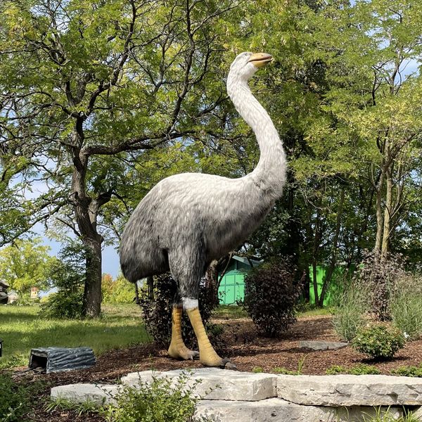 Dinos To Dodos