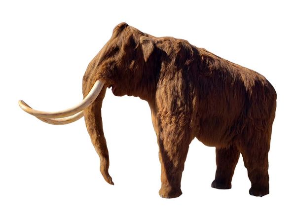 Woolly Mammoth