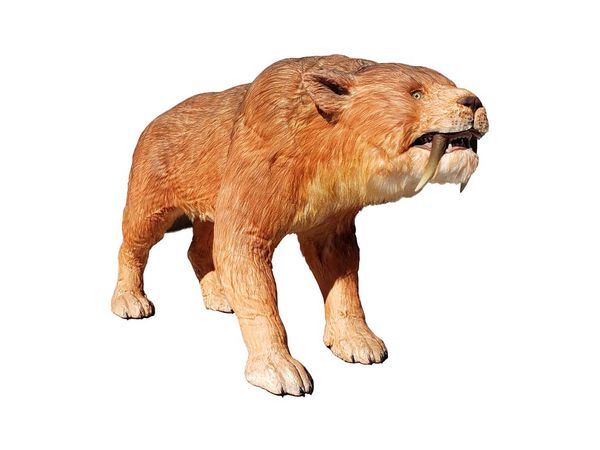 Saber-Toothed Tiger