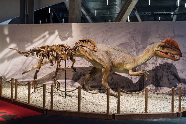 Giant Dinosaurs: How They Got So Big
