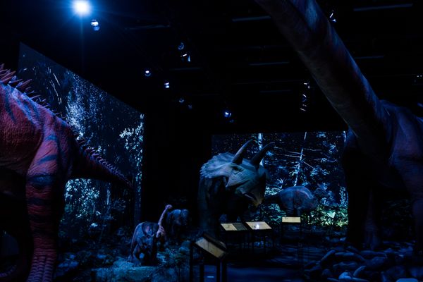 Dinosaur Exhibitions - Custom